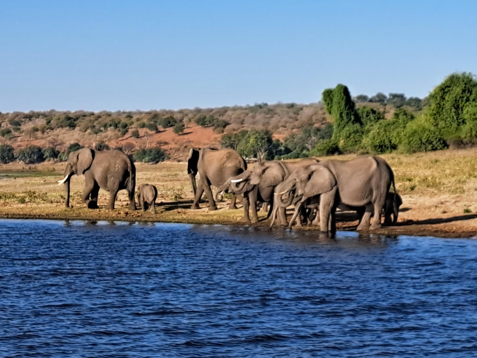 Mise en place de nouveaux circuits safari dans le Parc de Chobe