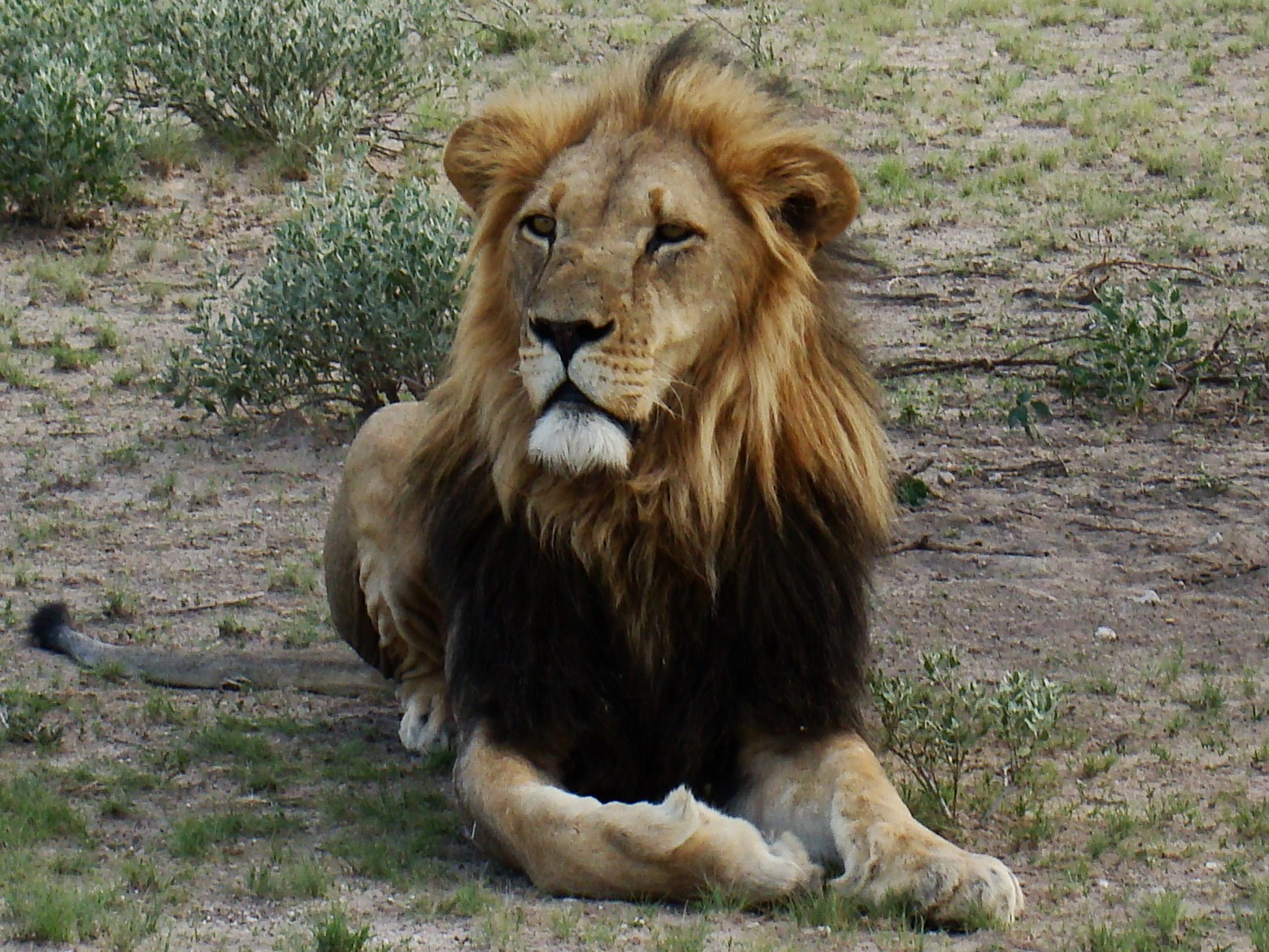 Lancement d’excursions Victoria Falls & Chobe combinées